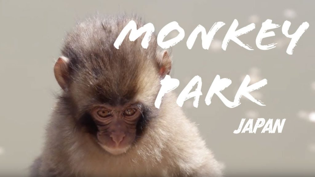 MONKEY PARK IN ARASHIYAMA, JAPAN / 嵐山モンキーパークいわたやま