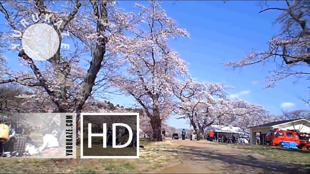 77. Bike ride at Sakura time in Mikamine Park at Nishitaga, Sendai, Miyagi, Tohoku, Japan