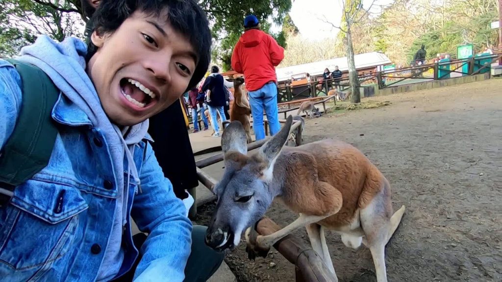 FUJI SAFARI PARK JAPAN PART 1, KANGAROO, KABIPARA
