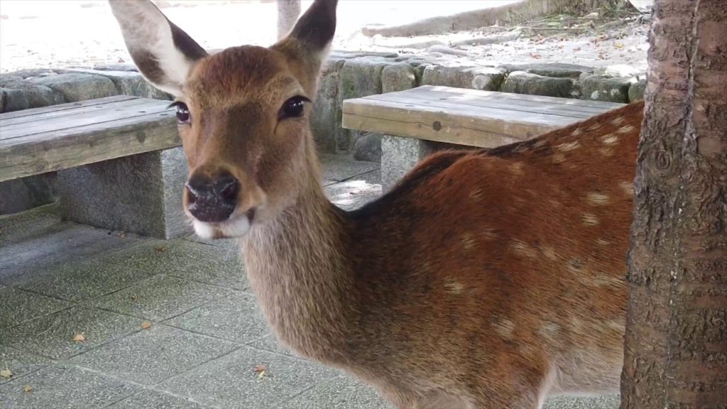 Day Trip to Miyajima 宮島 - 4K 60FPS Osmo Pocket