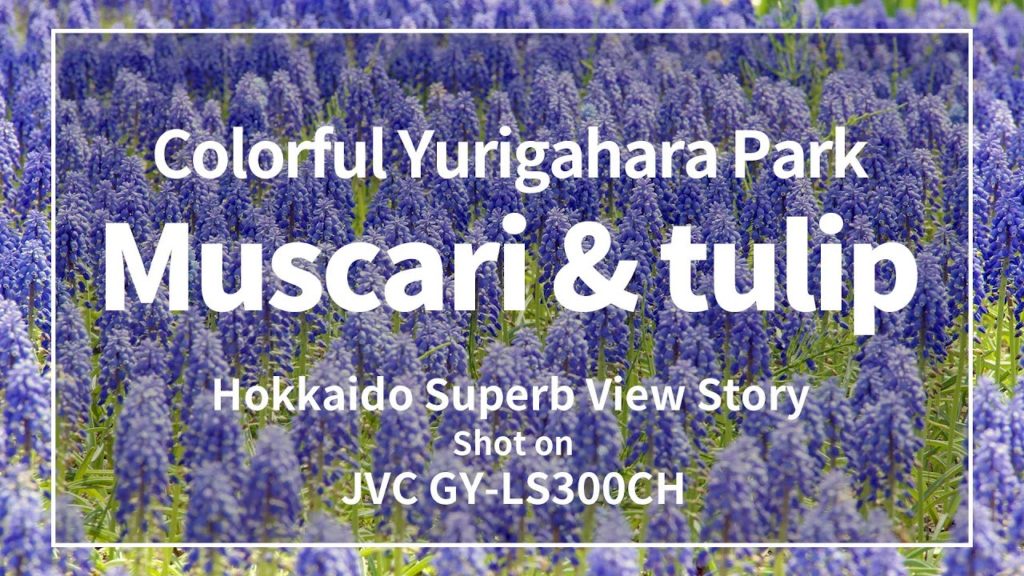 【4K】百合が原公園のムスカリ & チューリップ - 札幌市 2016 Muscari & tulip in Yurigahara Park, Hokkaido Japan【UltraHD】