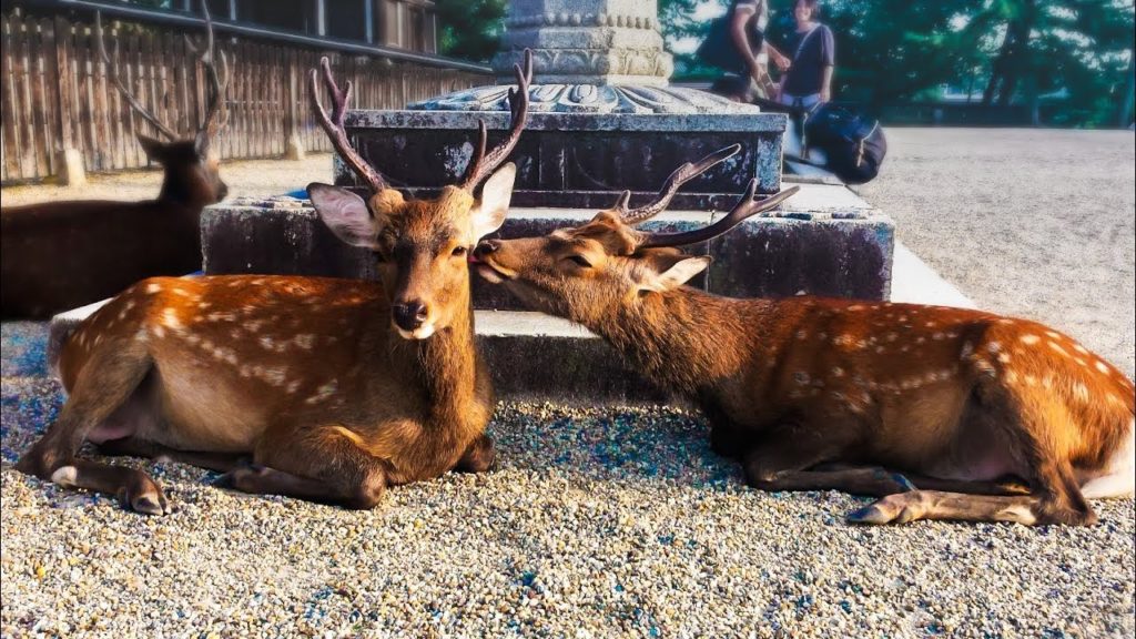NARA AND UJI in 08 minutes - Trip to Japan