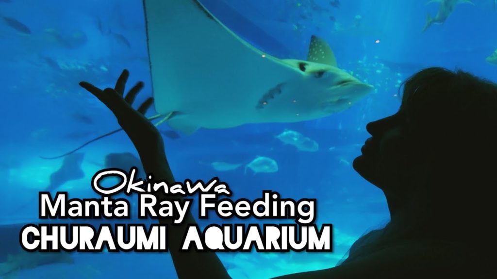 Adeyto 🐋 Feeding MANTA RAY Somersaults @ OKINAWA CHURAUMI AQUARIUM Japan 📽️ HUAWEI P20 PRO