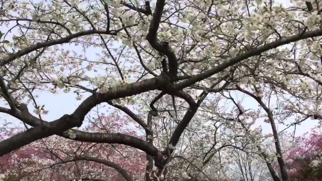 Old houses, trees, Sakura, Michinoku Lakeside Park, Sendai, Japan