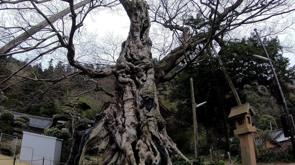 Japan Walking #37 1000 Year-Old Aphananthe aspera