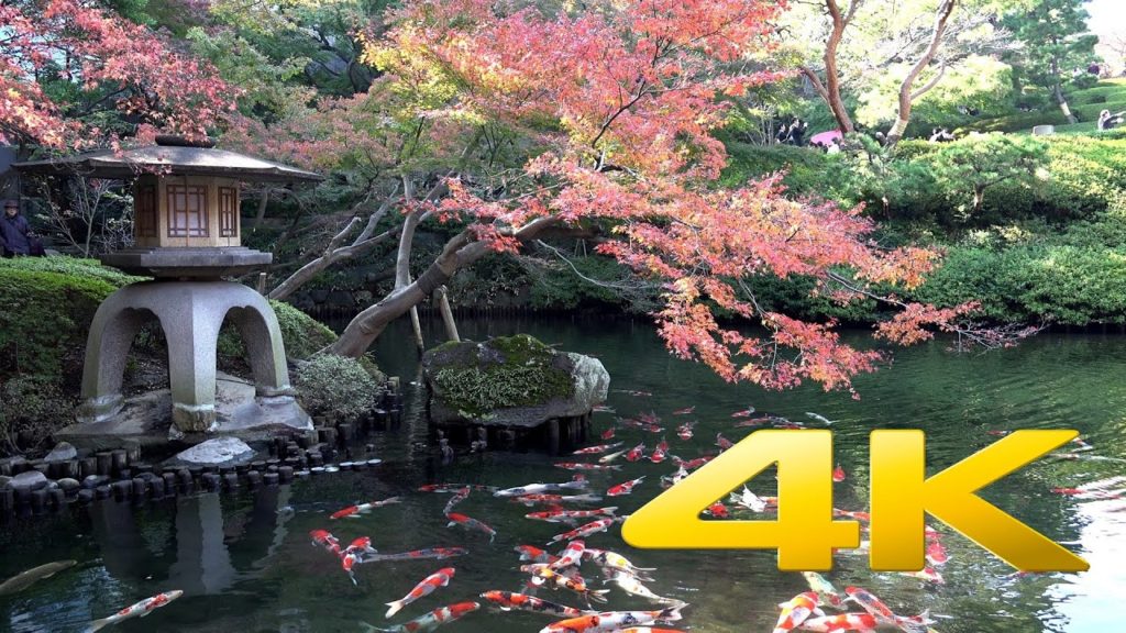 Koi Fish - 鯉 - 4K Ultra HD