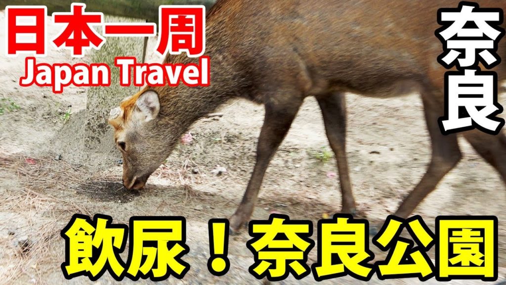 (59)【第40日】奈良公園のシカ観察 ヤバい奴らの集まり《夏休み日本一周の旅 近鉄奈良駅→近鉄名古屋駅》9/18-103 (59)【第40日】奈良公園のシカ観察 ヤバい奴らの集まり《夏休み日本一周の旅 近鉄奈良駅→近鉄名古屋駅》9/18-103