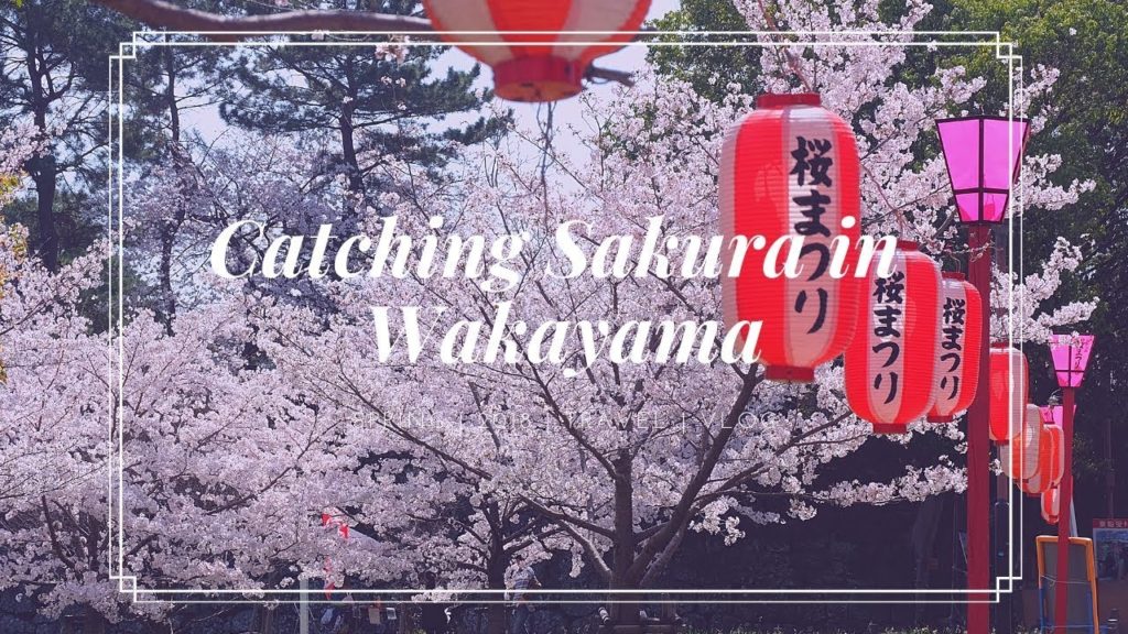 CATCHING SAKURA IN WAKAYAMA