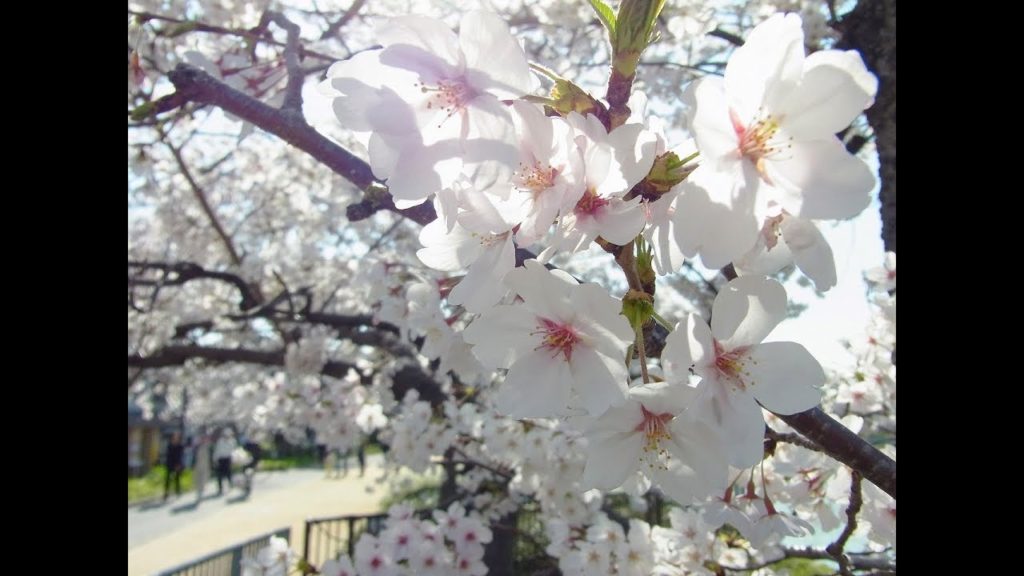 Japanese Apartment Tour in Osaka CHT – Tezukayama furnished Japanese Apartment Tour in Osaka CHT - Tezukayama furnished