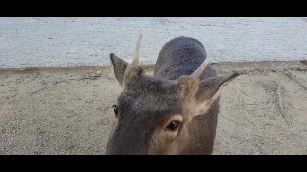 Kyoto, Nara and Osaka adventrure 2016