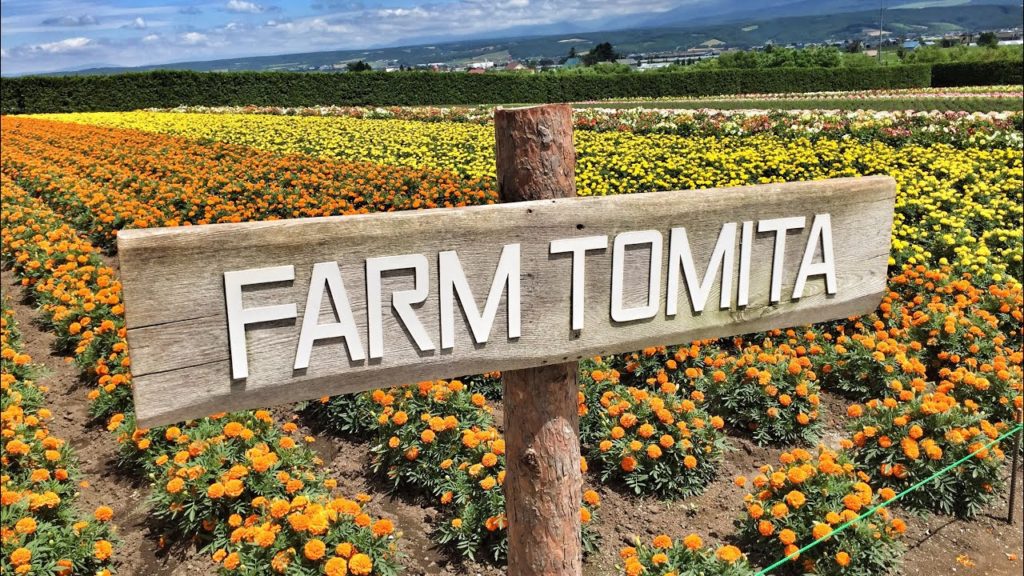 TOMITA FARM - BEST PLACE FOR LAVENDER!!!