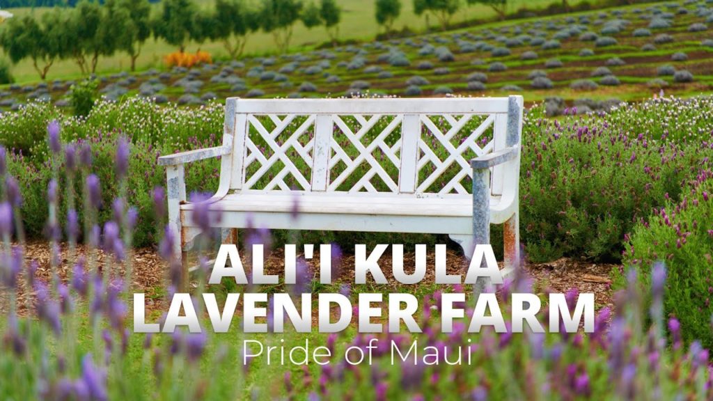 Ali'i Kula Lavender Farm (Top 10 Maui Farms) | Pride of Maui Ali'i Kula Lavender Farm (Top 10 Maui Farms) | Pride of Maui