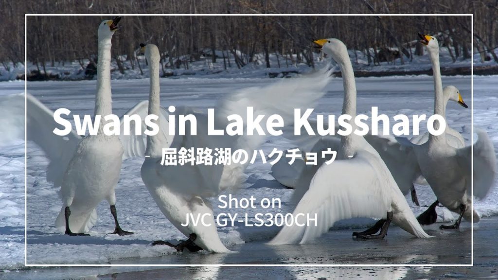 【4K】屈斜路湖砂湯のハクチョウ - 弟子屈町 2016 Swans in Sunayu Lake Kussharo【UltraHD】