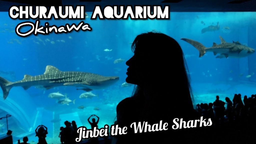 Adeyto 🐋 JINBEI THE WHALE SHARK CHURAUMI AQUARIUM OKINAWA 📽️ HUAWEI P20PRO