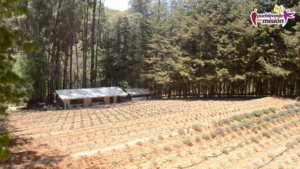 Tour por los campos de Lavanda