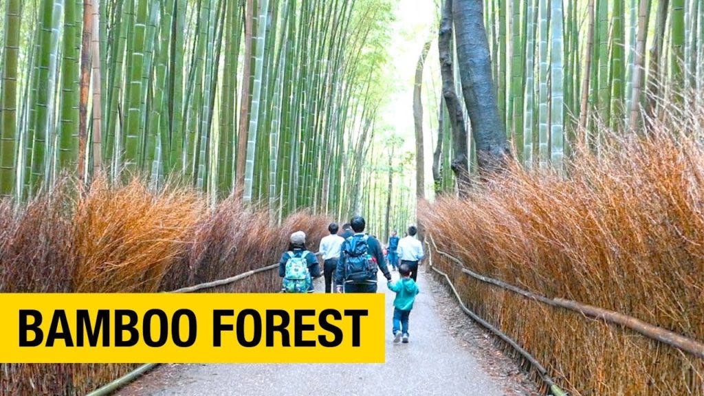Amazing Arashiyama Bamboo Forest in Kyoto