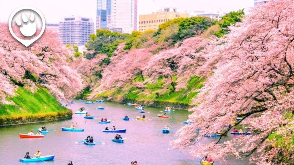 Cherry Blossoms in Japan: 2018 Forecast