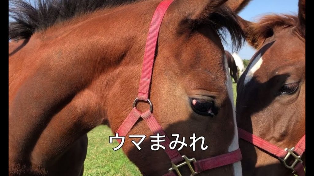 [ダイナミックな景色が見たくて]襟裳岬へ一人旅[札幌より新冠のレ・コードの湯泊まり]一泊二日の一人旅　　　　　　　Cape Erimo Hokkaido solo trip