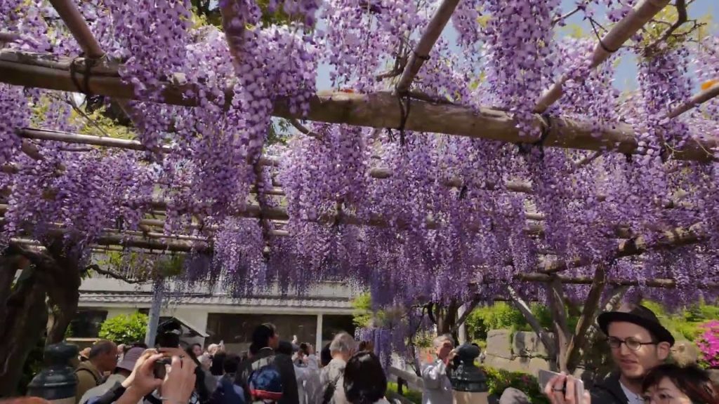 【4K】Walking in Wisteria garden in Kameidoten Shrine