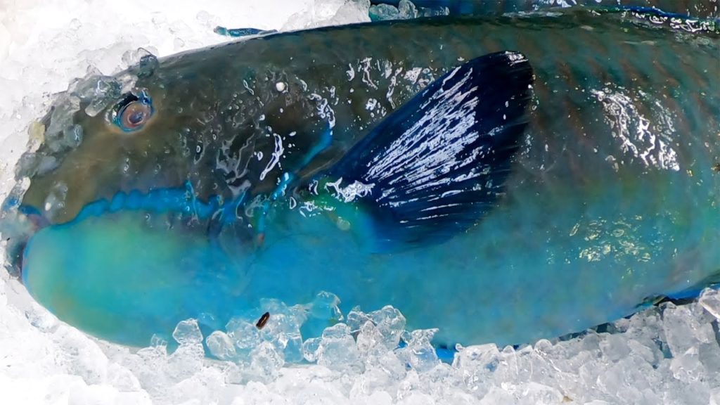 Okinawa Fish Market,Japan