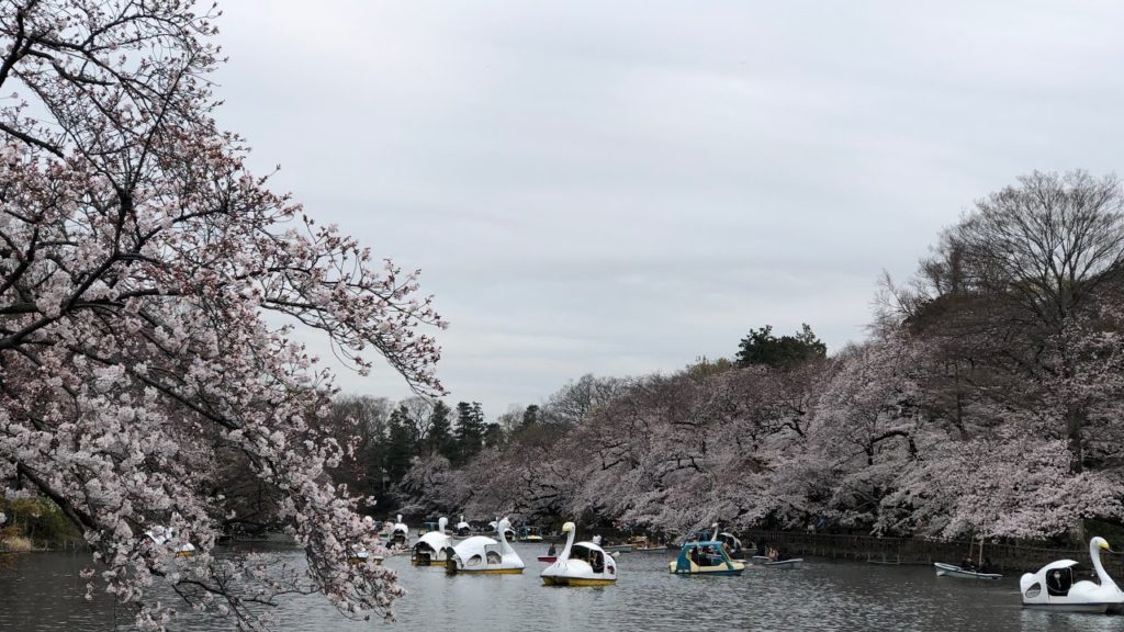 Kichijoji Inokashiraonshi Park Sakura Viewing