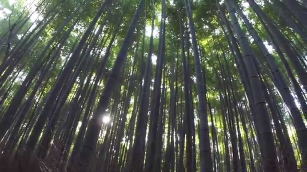 Ebisuya Rickshaws -Your personal traveling concierge-