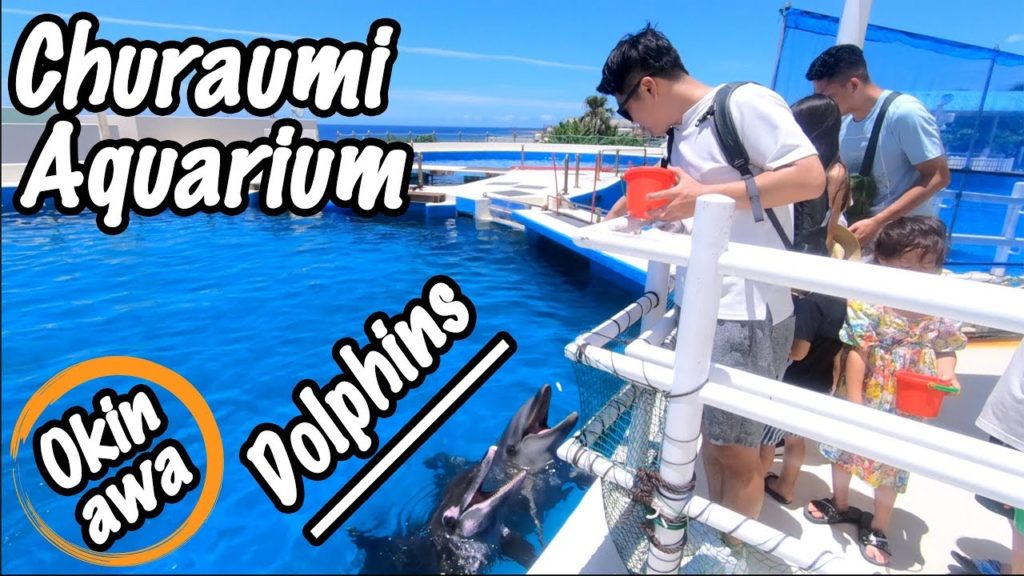 🇯🇵[Part.111] I played with dolphins at the Churaumi Aquarium in Japan, Okinawa for the first time!