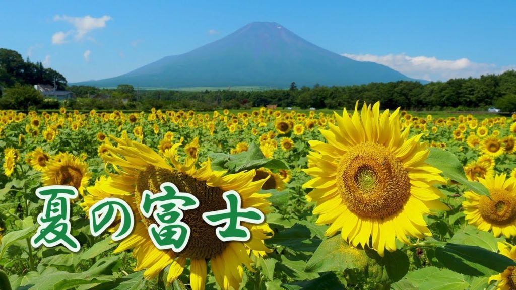 Yamanakako Hananomiyako Park ( free area) and Mt Fuji  in summer. 花の都公園  #4K #zinnia