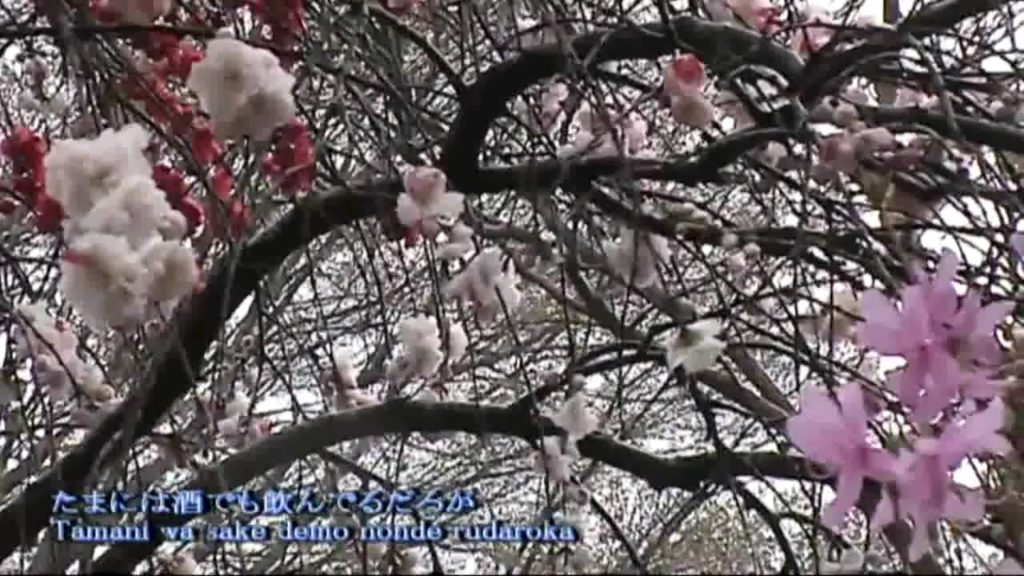 Japan Tour 2008 Kyoto - Kitaguninoharu by Teresa Teng