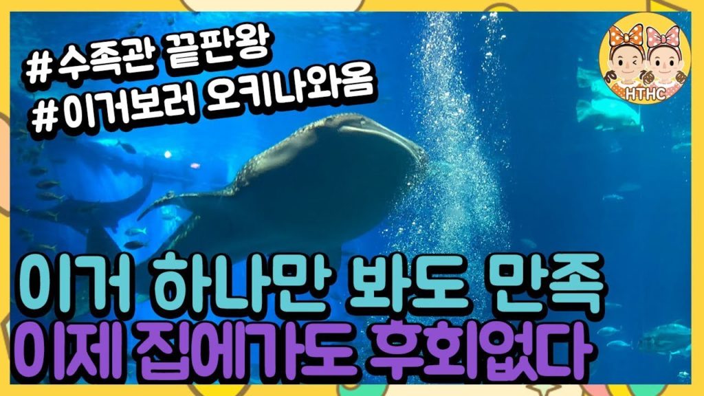 일본 츄라우미 수족관  고래상어 아쿠아리움  오키나와 가족여행 오키짱 돌고래 japan Okinawa travel aquarium dolphin