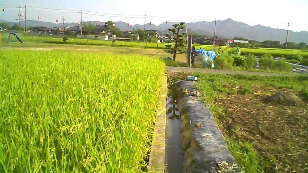 Rice Farm in Kaibara, Japan