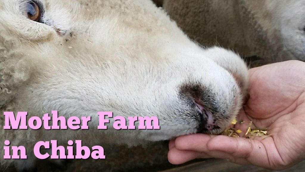 Mother Farm in Chiba