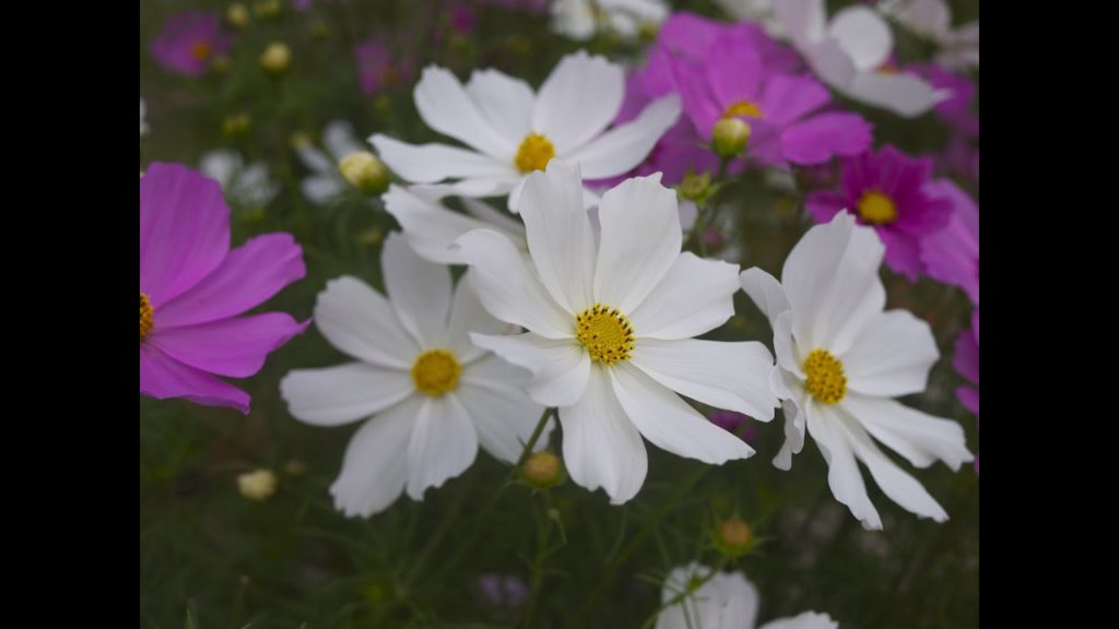 GetHiroshima Guide: Hiroshima Botanical Garden 広島植物公園