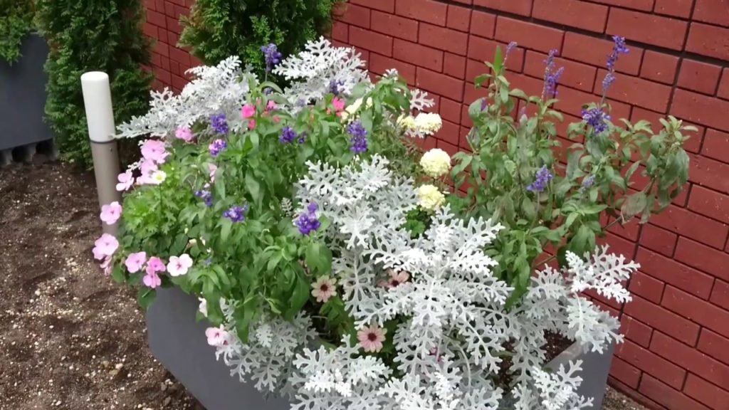 【Japan Trip】Sapporo city full of flowers. 🌺 Sapporo city rich in nature.🌷 札幌市内をお散歩したらお花がいっぱい CUTE