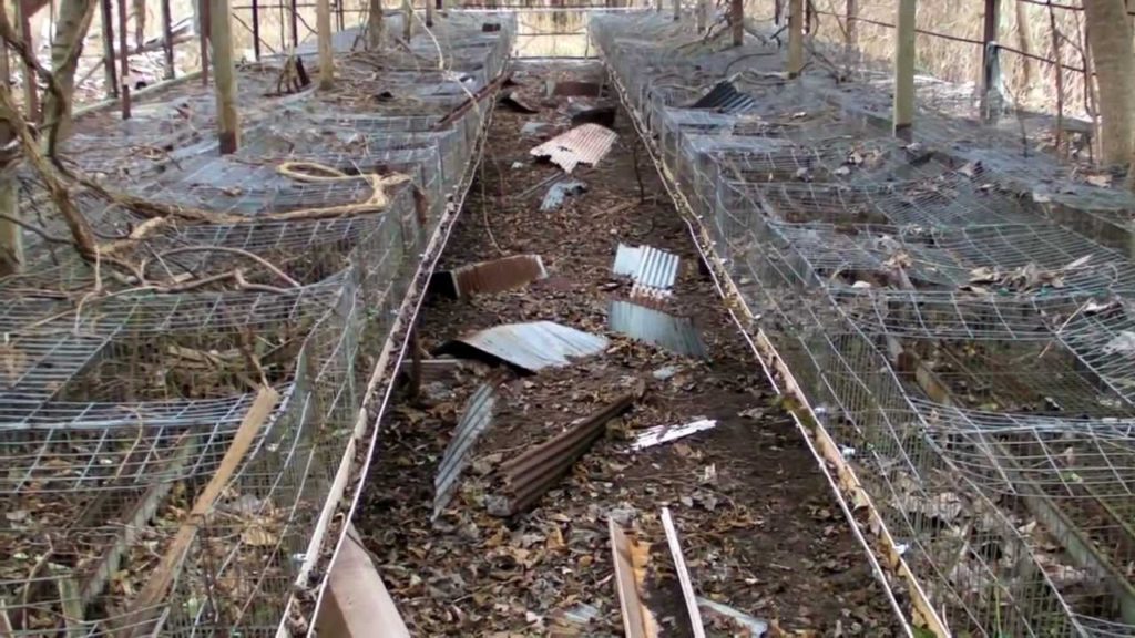 Abandoned Poultry Farm in Japan 2/2