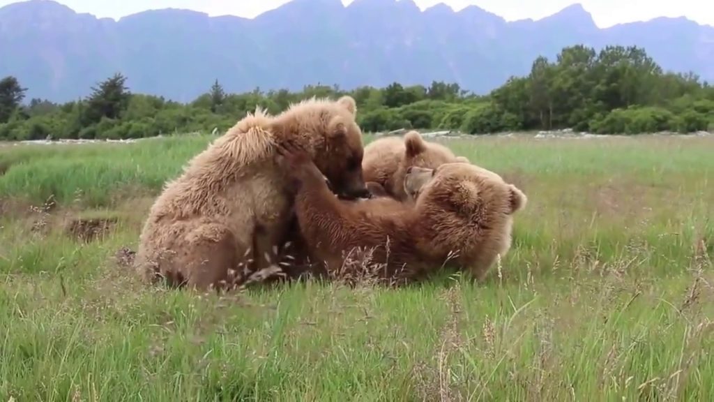 Amazing footage of Alaskan Mother Bear nursing cubs! Unseen! Up close!