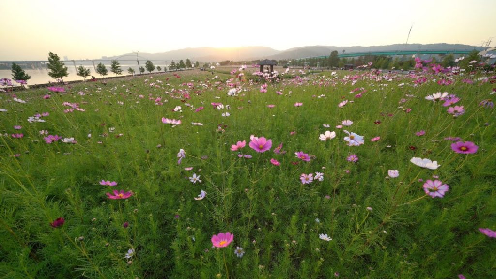 [4K] Walking in Guri Cosmos Festival