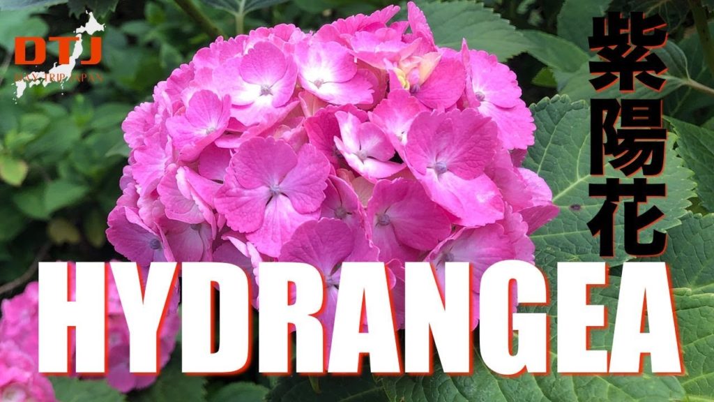 Let's discover your Hydrangea in Japan|Day Trip Japan Let's discover your Hydrangea in Japan|Day Trip Japan