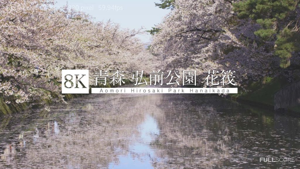 [8K footage] Hanaikada in Hirosaki Park , Aomori【水面に踊る花びら、青森・弘前公園の花筏_8K】