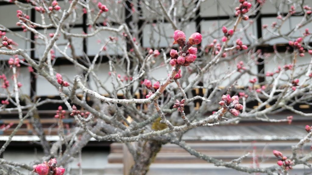 Tour inside Kyoto Imperial Palace
