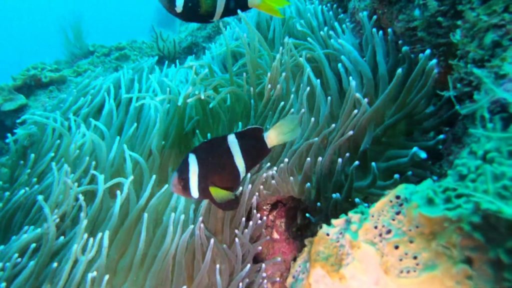 【4K GoPro】スキューバダイビング　串本（UnderWater in Kushimoto Wakayama)