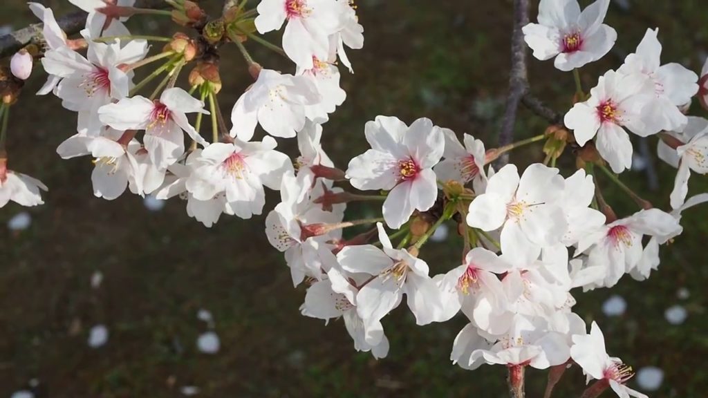 岡山後楽園　 2018.3.30