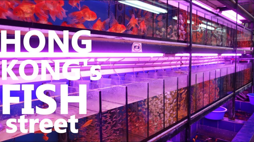 HONG KONG aquarium fish and goldfish street: TUNG CHOI St. Today.