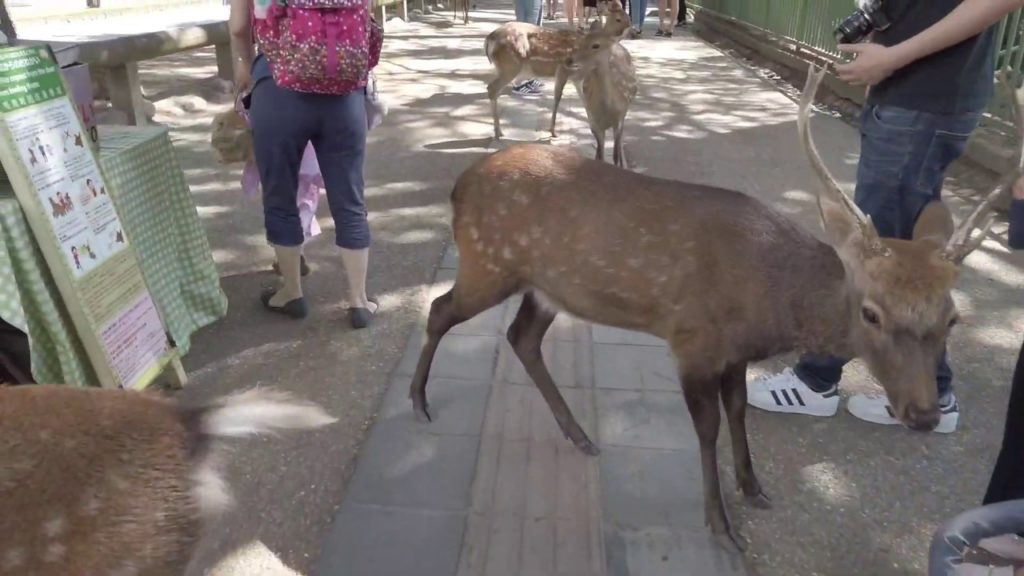 まち歩きHP用動画・DJI Osmo Pocket持って近鉄奈良駅から興福寺まで歩く