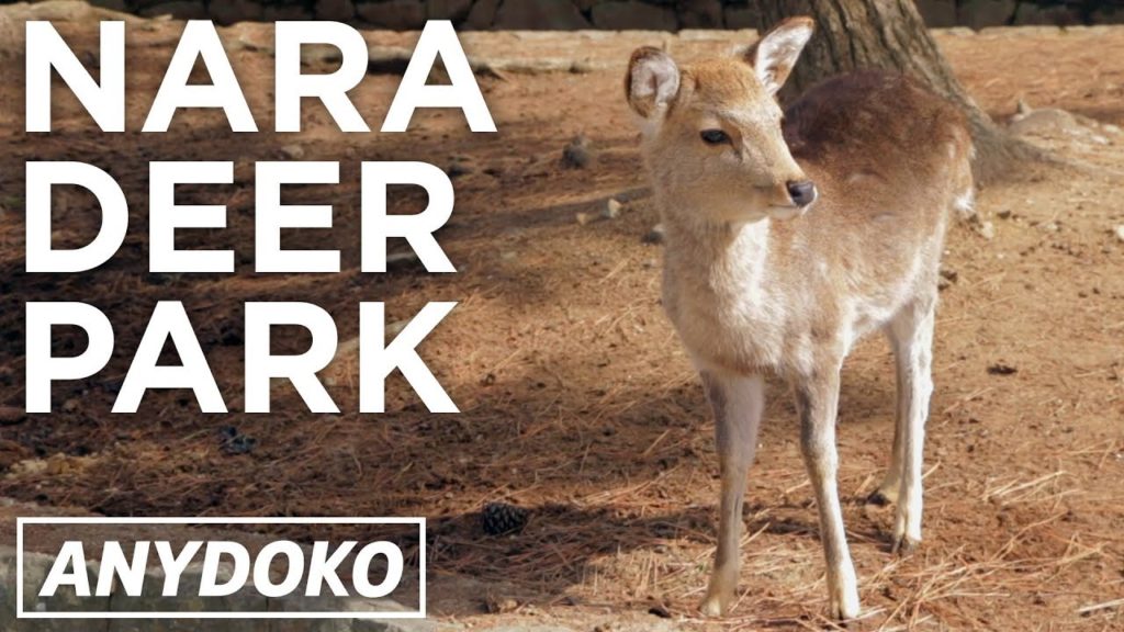 Nara Park: The Best Deer Park In The World