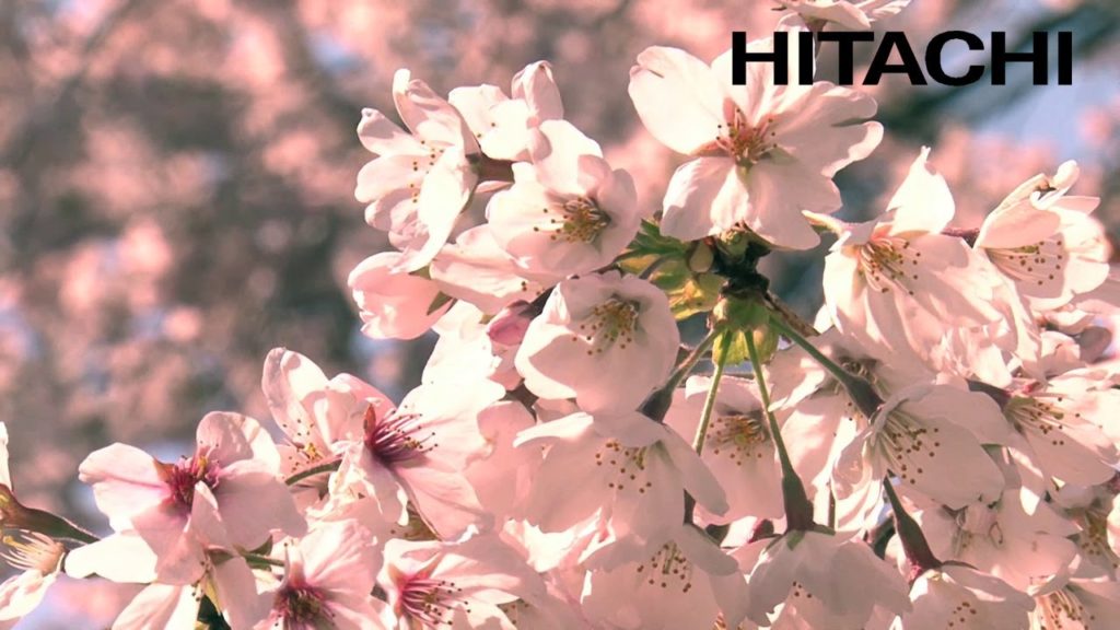 Japan's Beautiful Cherry Blossoms and Kumano Shrine - Hitachi