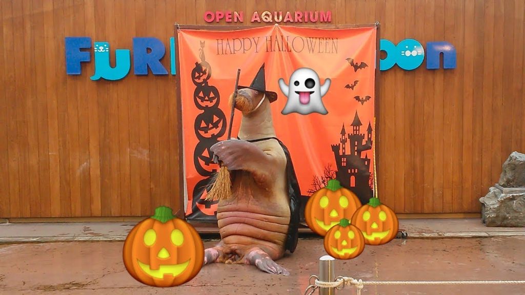 A Day in Hakkeijima Sea Paradise | Trip to Japan 2017 A Day in Hakkeijima Sea Paradise | Trip to Japan 2017