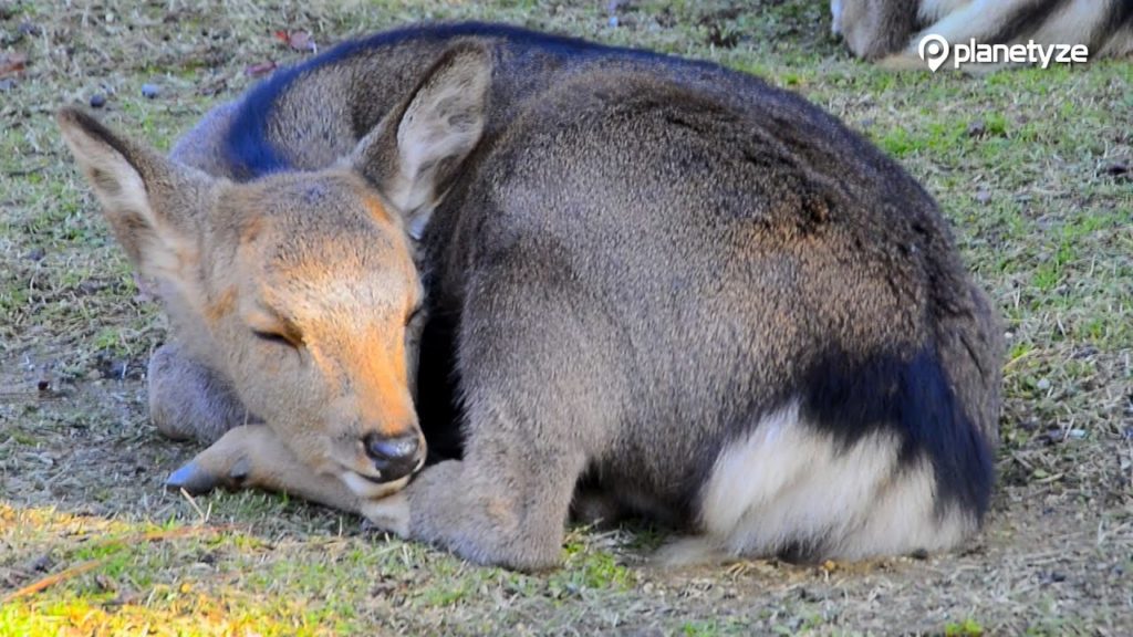 Nara Park, Nara – Meet Friendly Deers | One Minute Japan Travel Guide Nara Park, Nara - Meet Friendly Deers | One Minute Japan Travel Guide