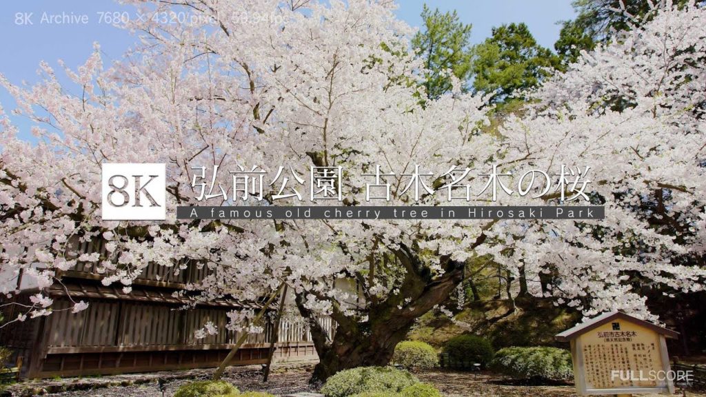 [8K footage] A famous old cherry blossom tree in Hirosaki Park【弘前公園_古木名木・ソメイヨシノ_8K】