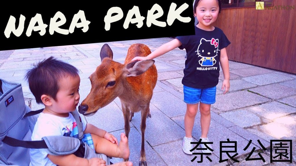 Deer Feeding at Nara Park | Osaka | Nara Prefecture | Japan | Mr Agathon | Travel |